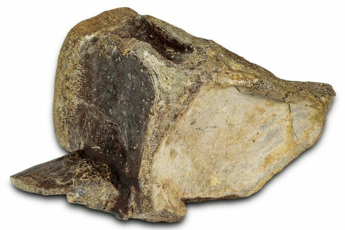 Huge Fossil Mosasaur (Tylosaurus) Vertebra - Texas #335029